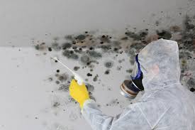 Best Basement Mold Removal  in Havre, MT